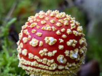 Gedrungener Fliegenpilz mit kugeligem Hut